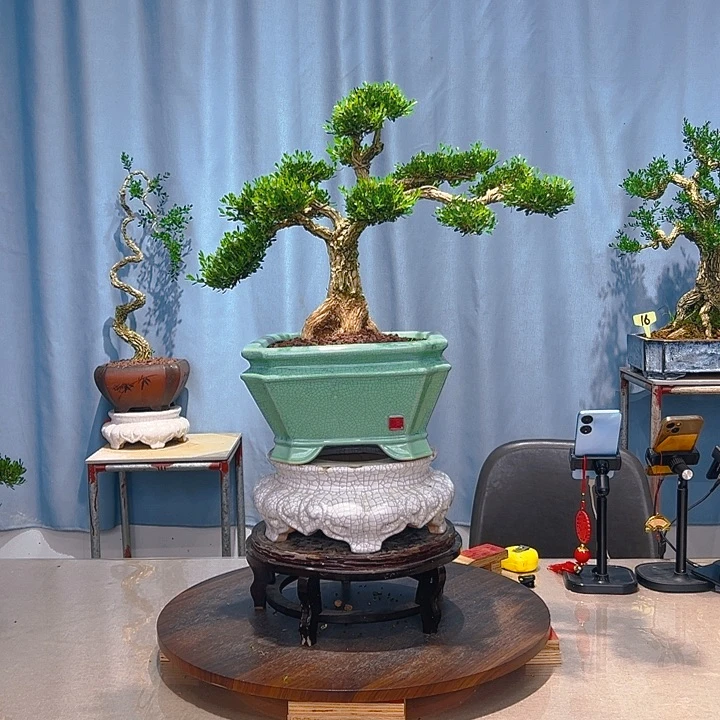 无花朵广东皱皮雀舌黄杨