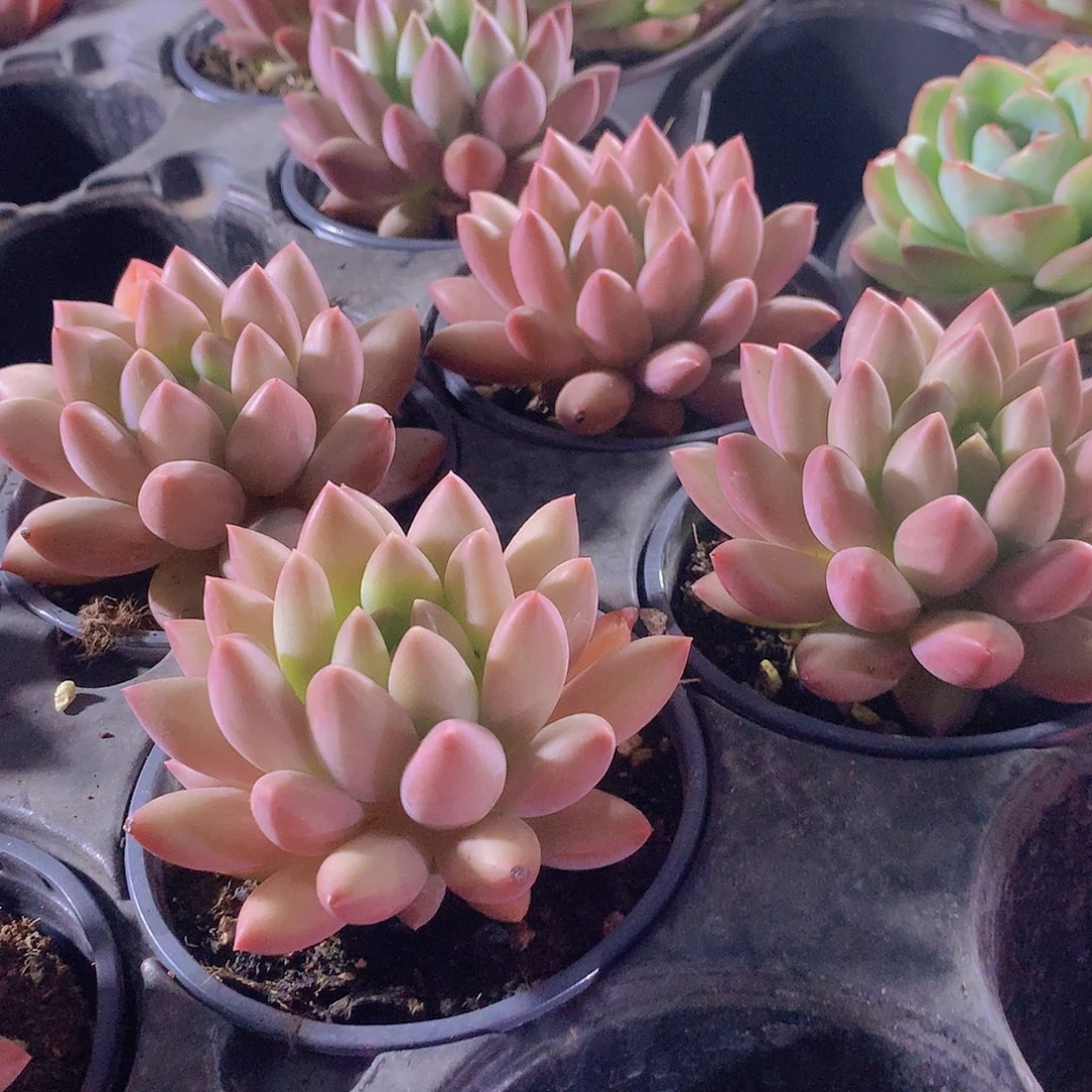 粉体虞美人457788999999