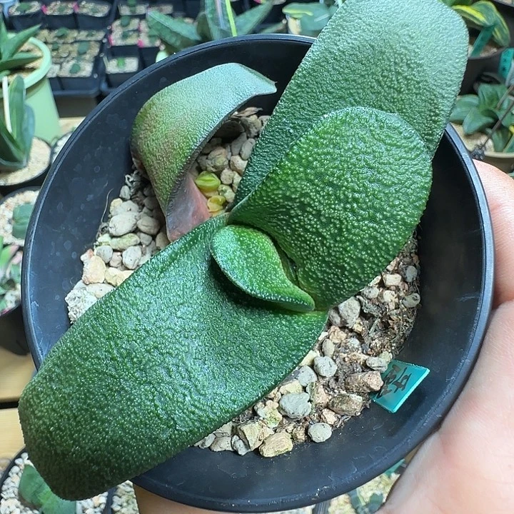 63号达摩雅乐殿亚成株