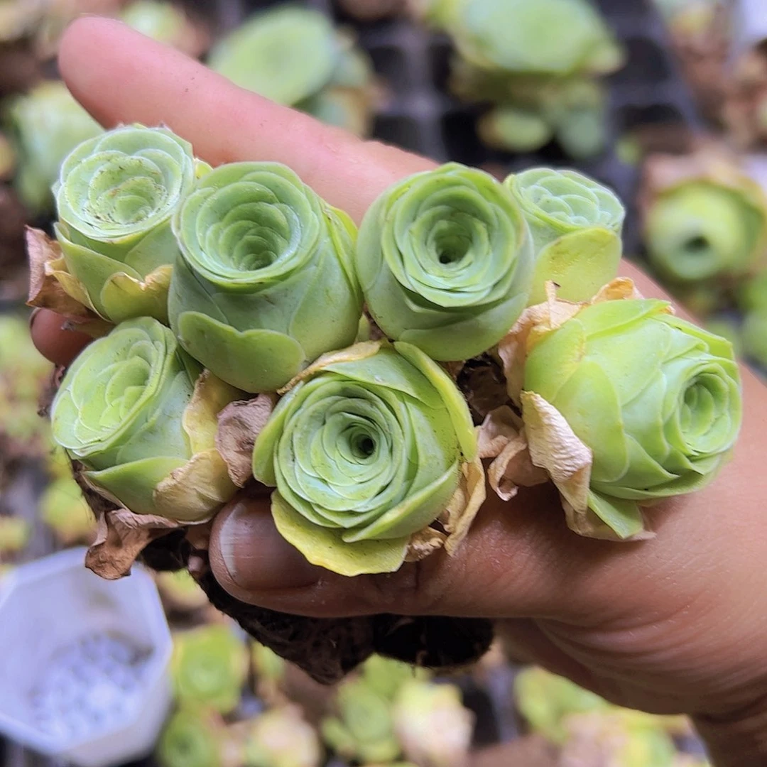 穴盘小风铃7个19包邮