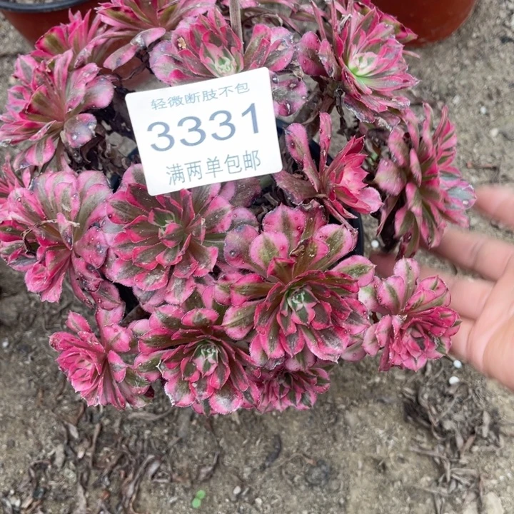 3331红铜的的的多