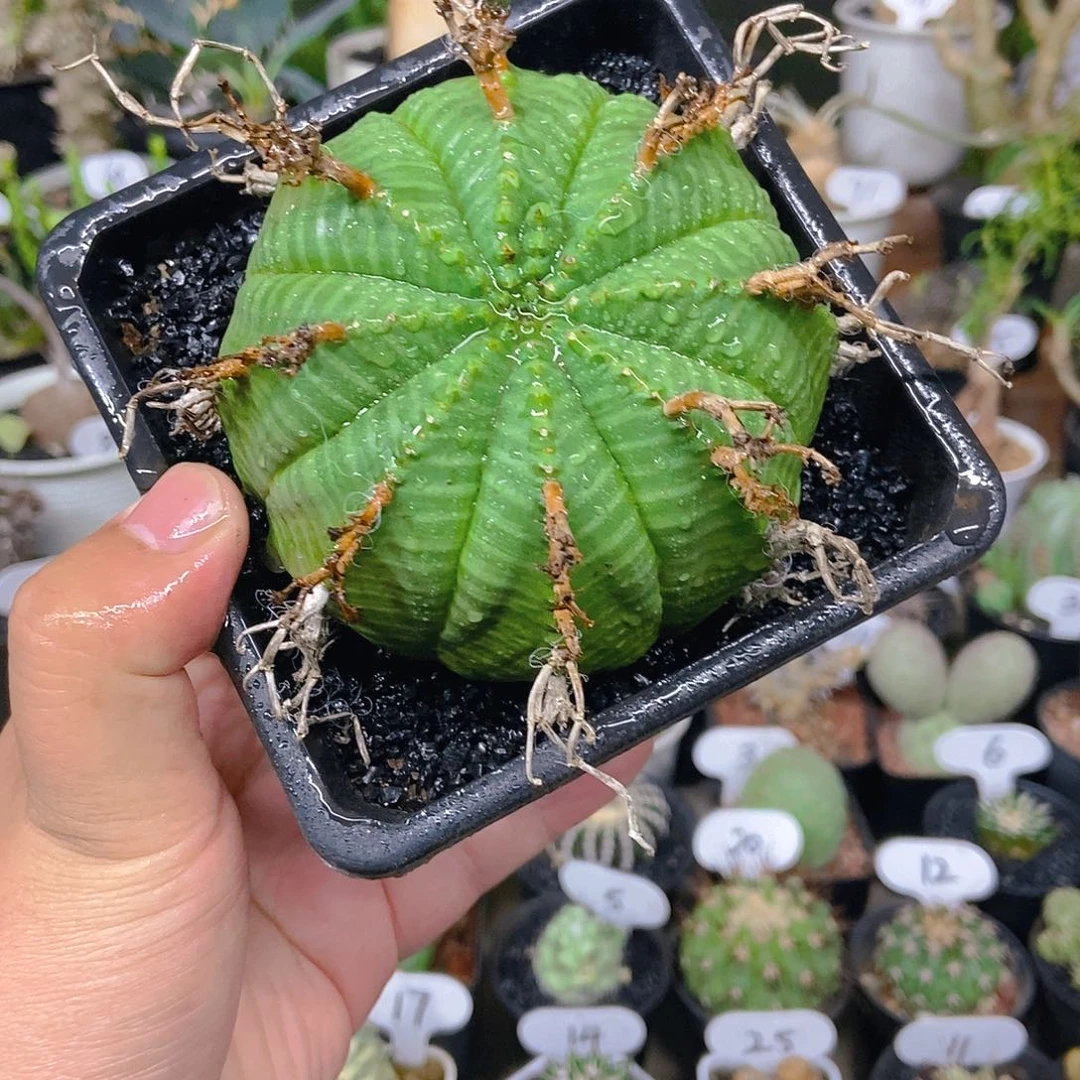 法丽达一个一物一拍
