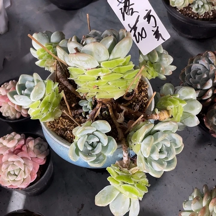 落花专拍冰玉悬崖桩寄养