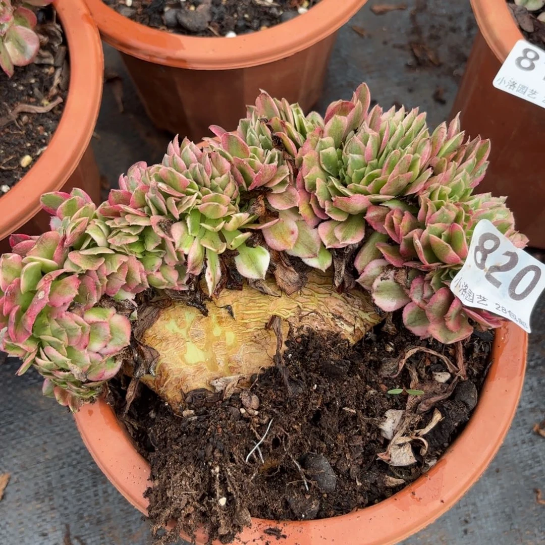 820号荔枝缀化多肉植物