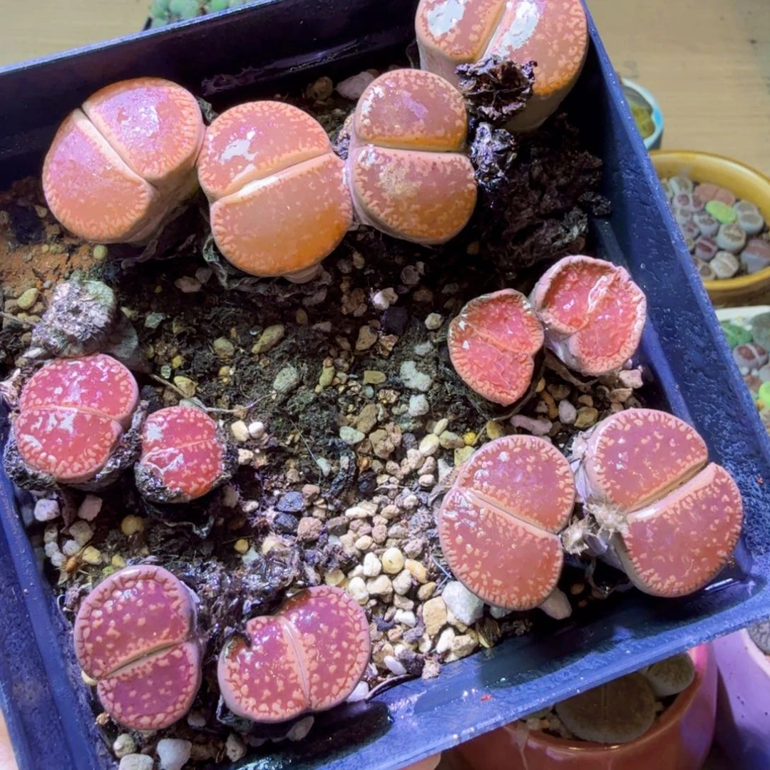 用***0多肉植物和植物等31