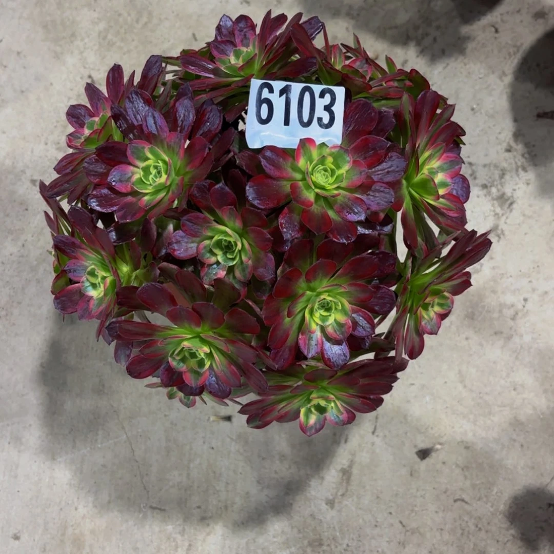 无花朵6103安娜1111111