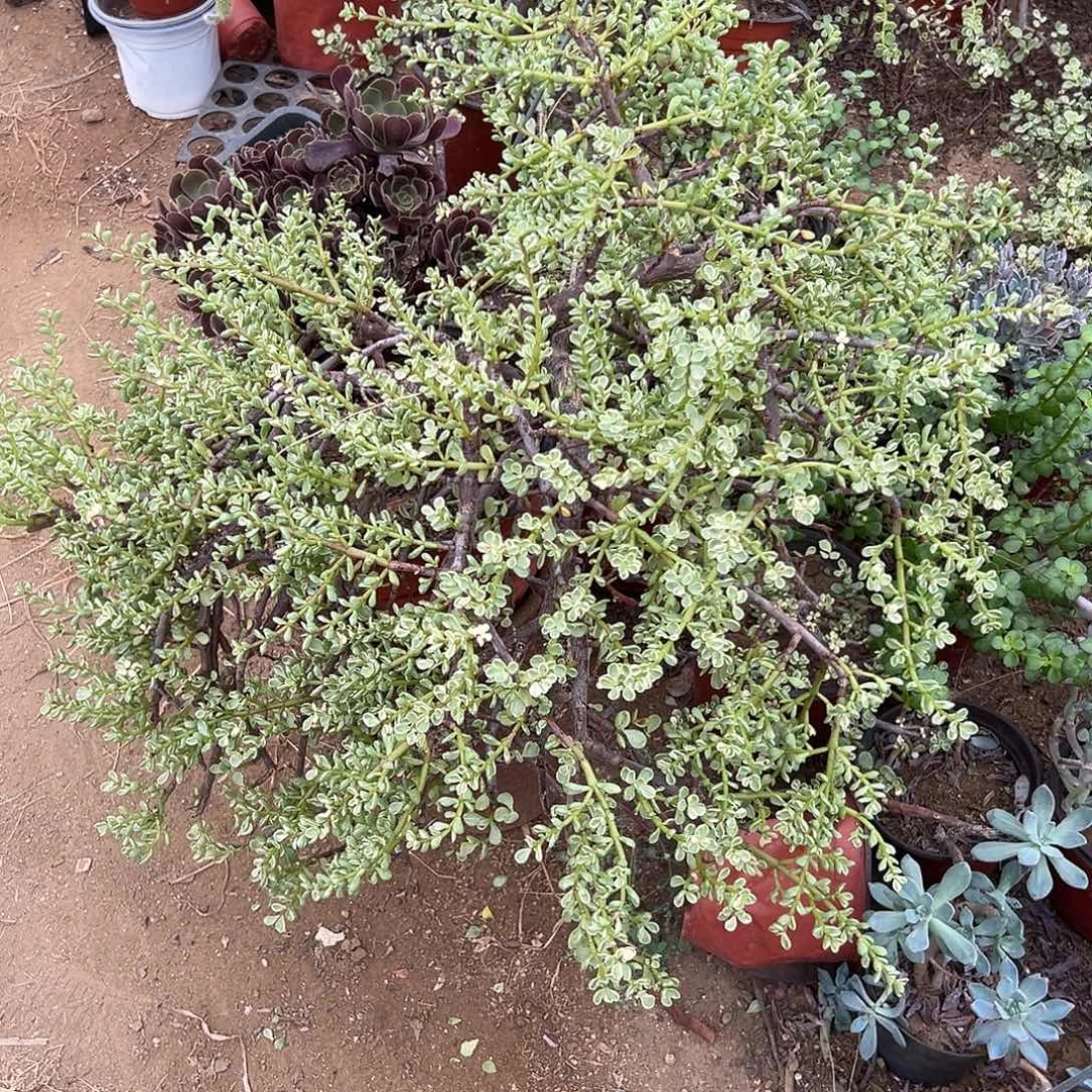 多肉植物多肉植物