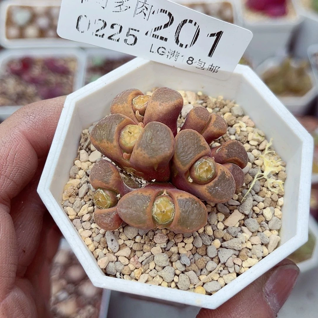 郎哥多少生石花25-201