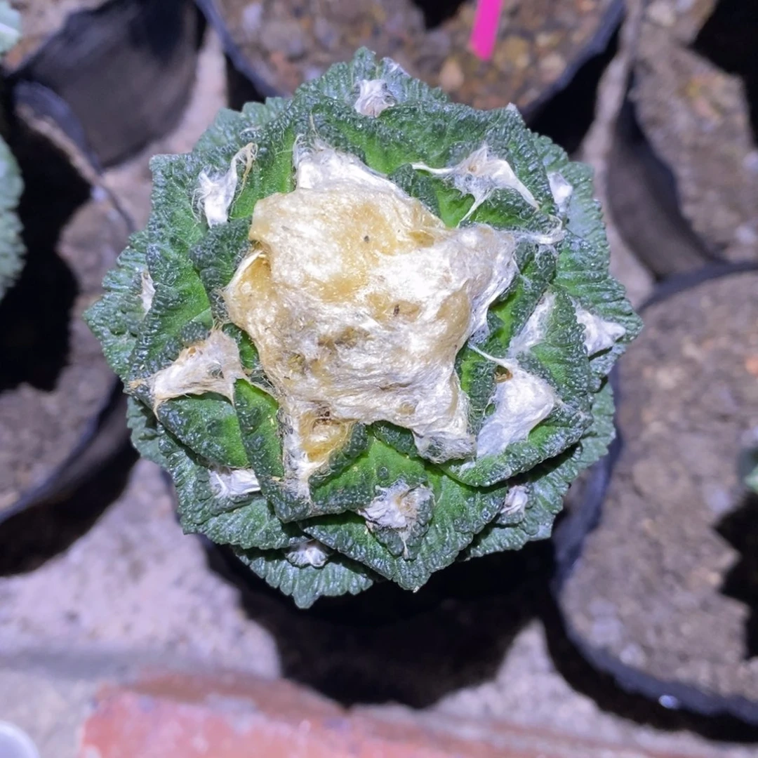 嫁接辛顿7.6cm福利