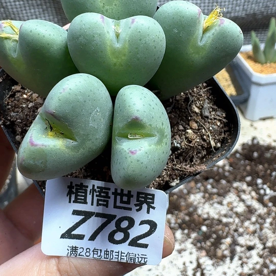 多肉植物的人生fhjnmm