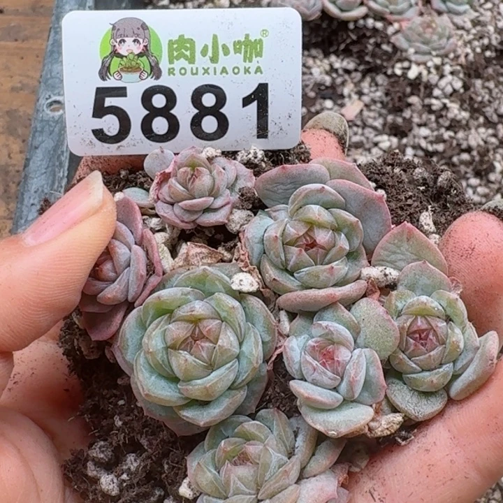 多肉植物多肉植物