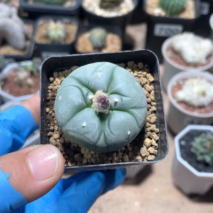 763实生海鲜仙人球