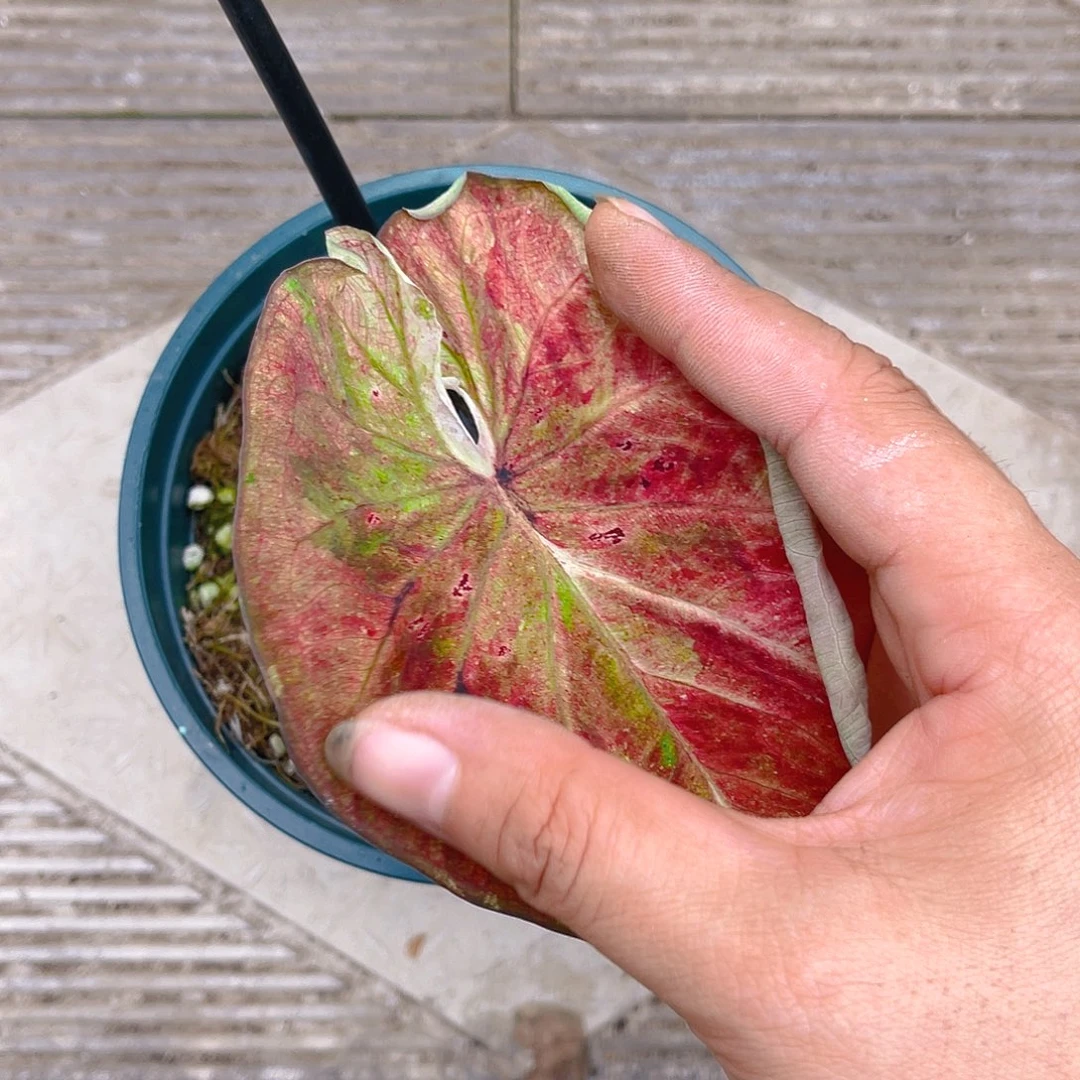 完全开放泰彩一物一拍817