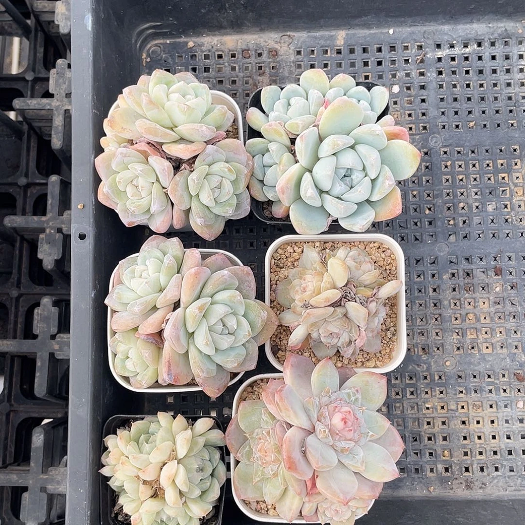 溏心与冰玉群的组合多肉