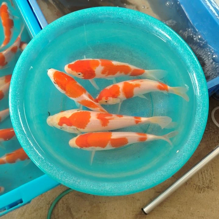 海水鱼顺丰包邮开箱包活2