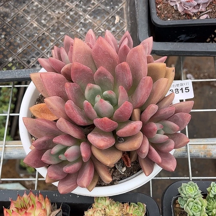 阿雅园艺。         3715桃花源