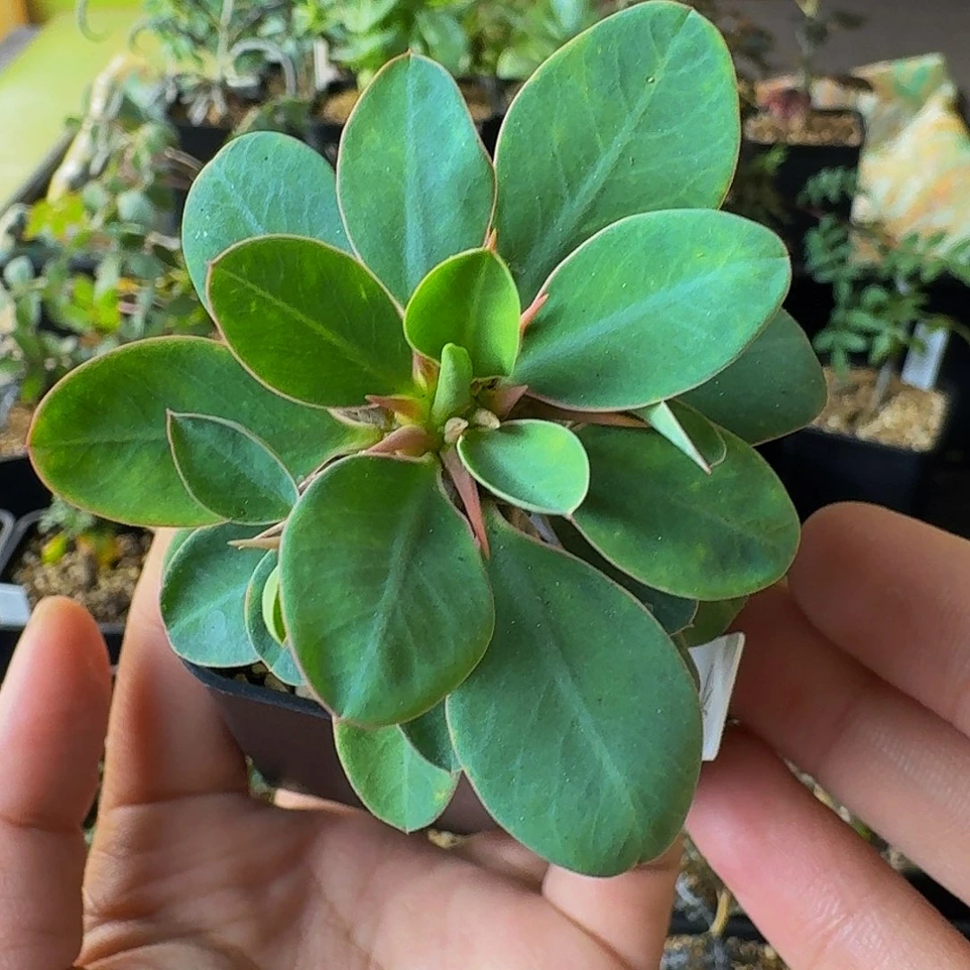 实生杜兰尼大戟带盆土顺丰空运包邮