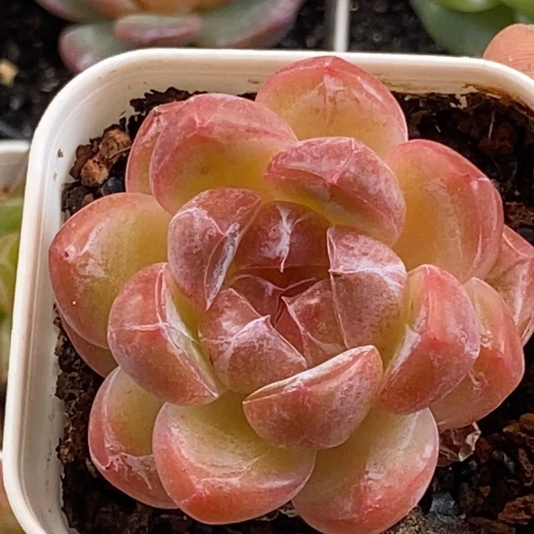 天官赐福百无禁忌