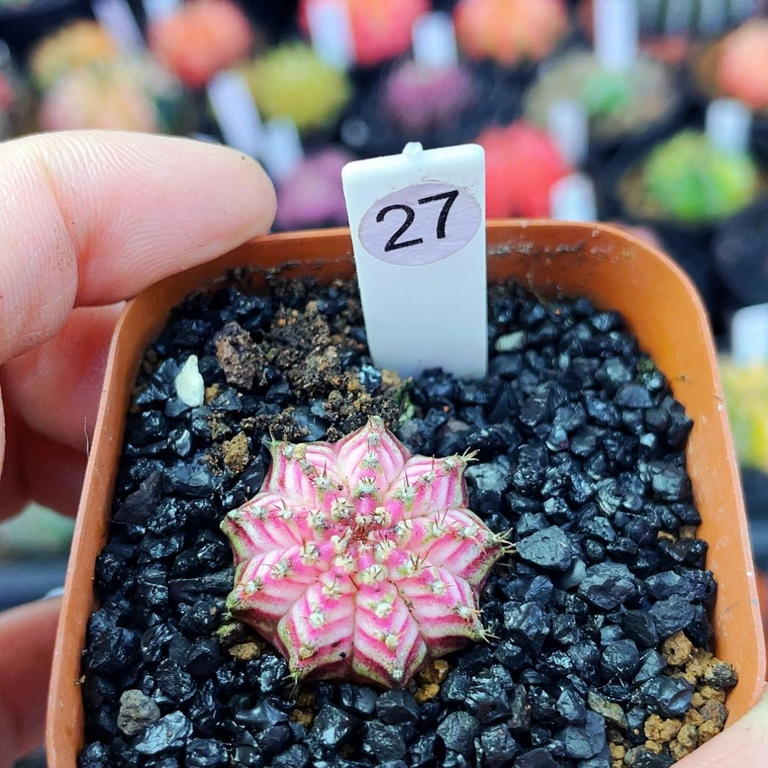 2.3cm 非偏远地区满25包邮仙人球裸根