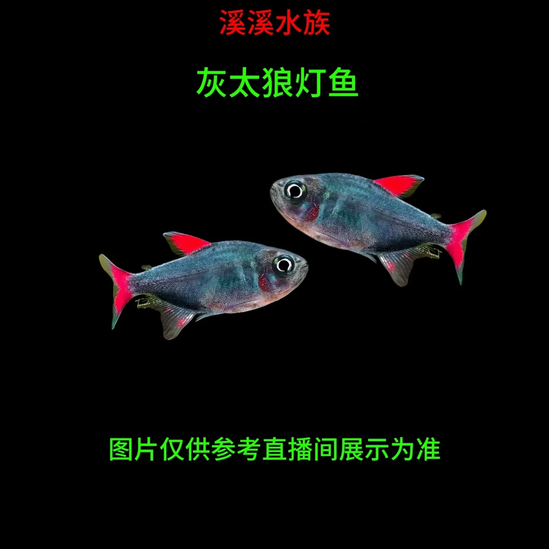 小型热带群游好养的灰太狼灯观赏淡水小鱼水族观赏鱼