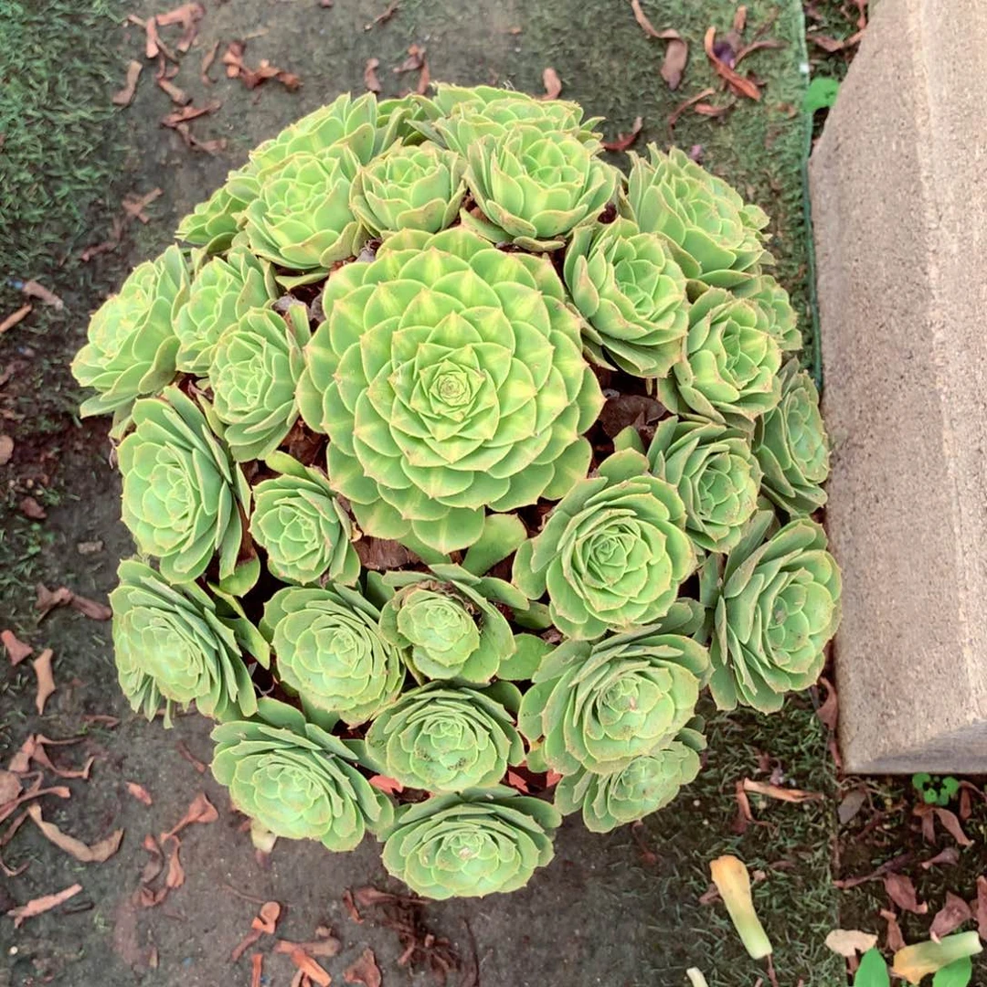 琉璃玫瑰，多肉植物