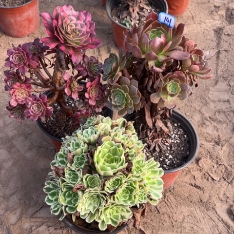 141多肉植物组合，
