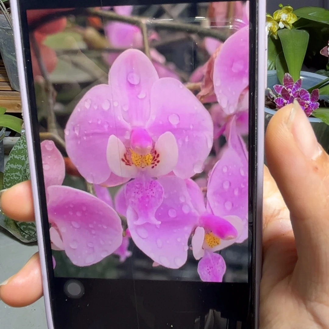 无花朵Tkb西蕾丽抽梗苗