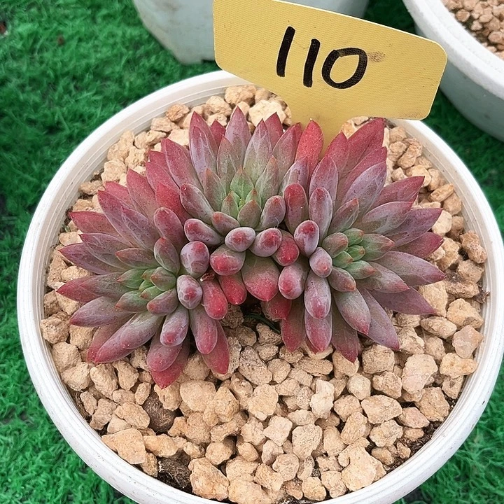 红体虞美人110号码牌子的