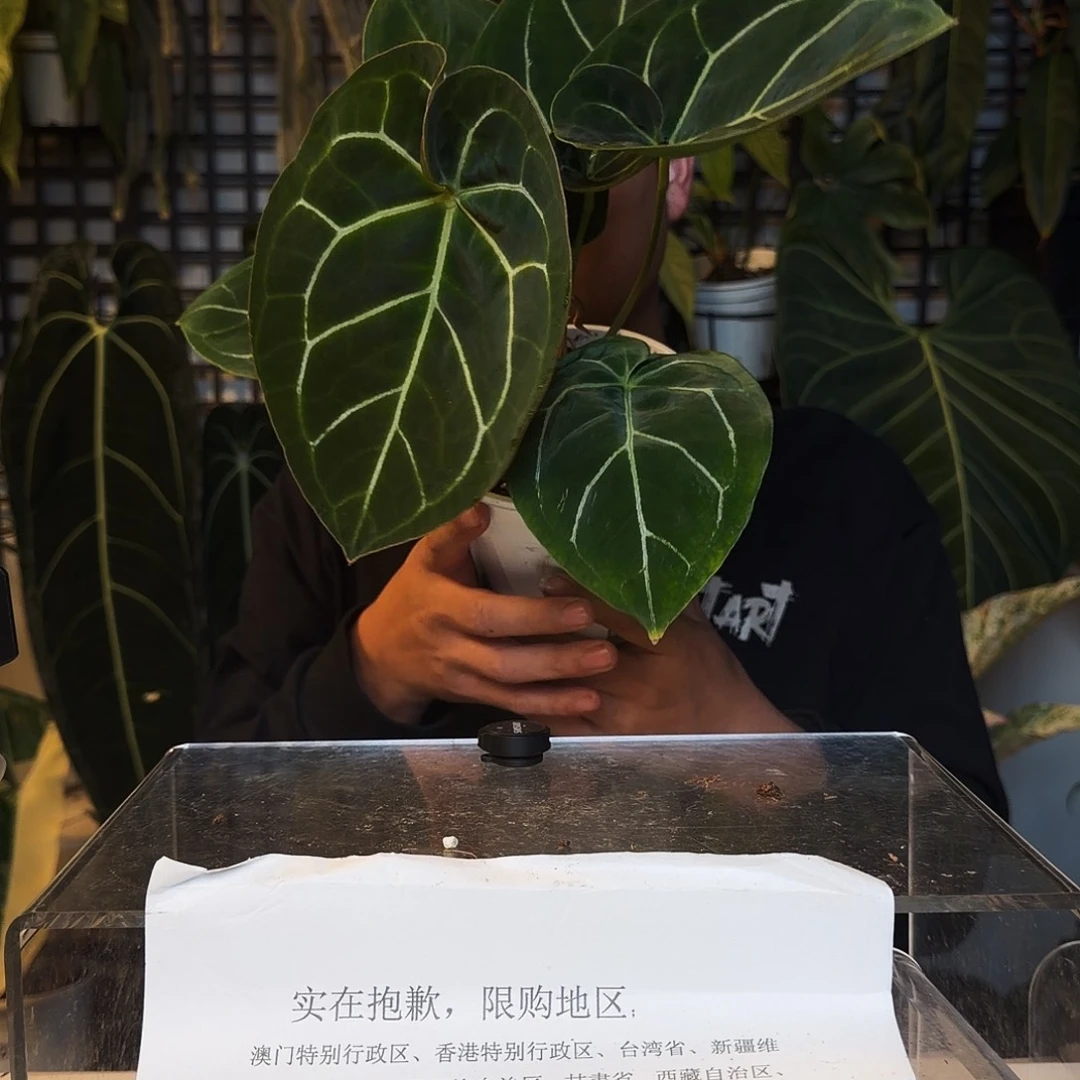 完全开放P20黑泡泡