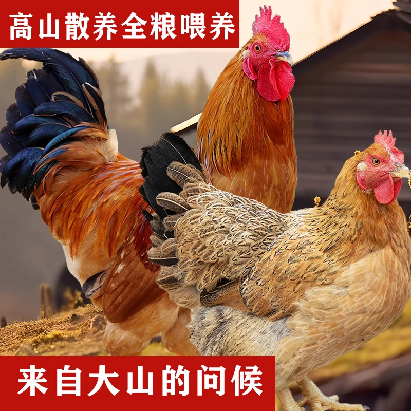 【杀好发】农家粮食散养土鸡老母鸡孕妇月子走地鸡草鸡整只