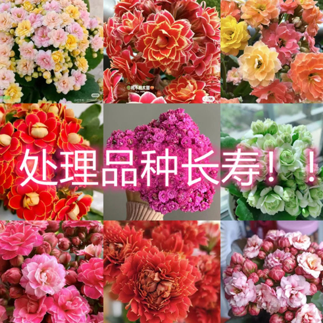 处理长寿花5盆5个品种满满一箱