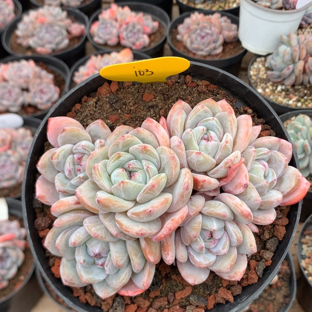 14厘米油脸溏心石榴籽 平头 无砍 103