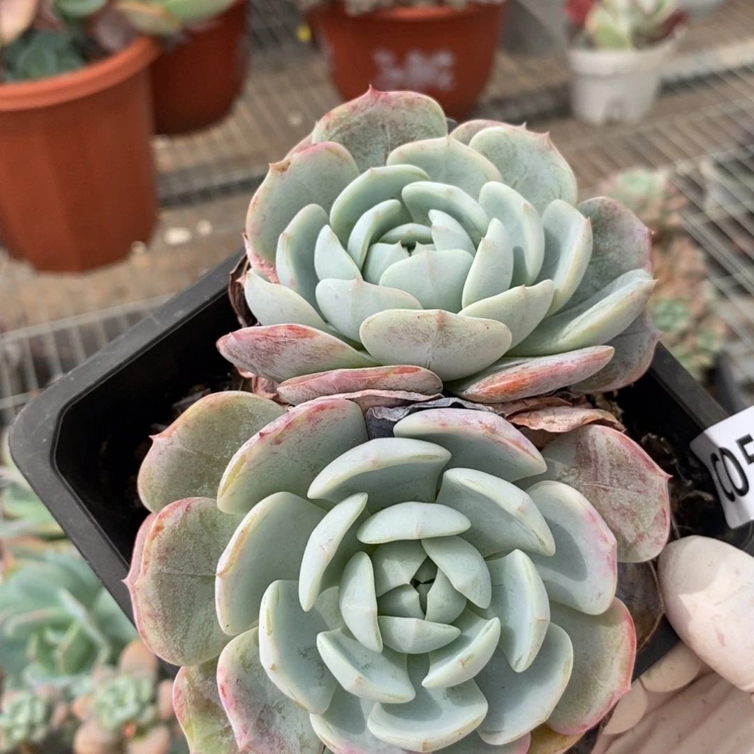 5660劳林一物一拍