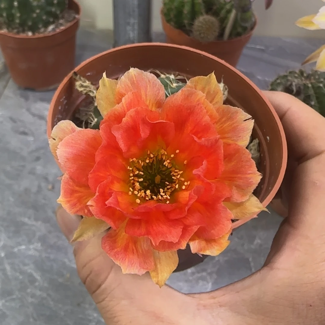 丽花仙人球一物一拍