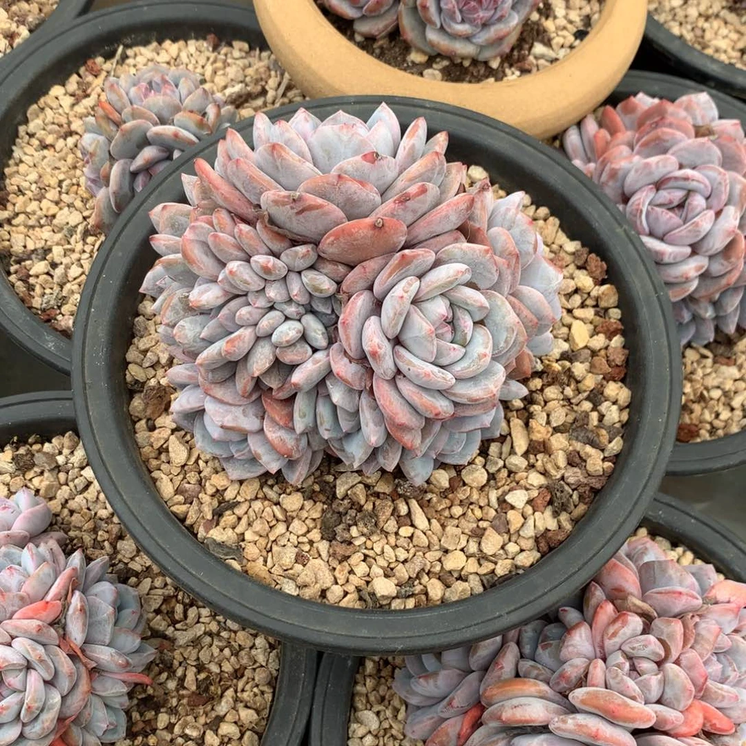 石榴籽朵朵花花花