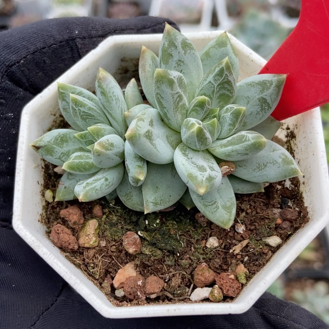 3138伊丽莎白多肉植物
