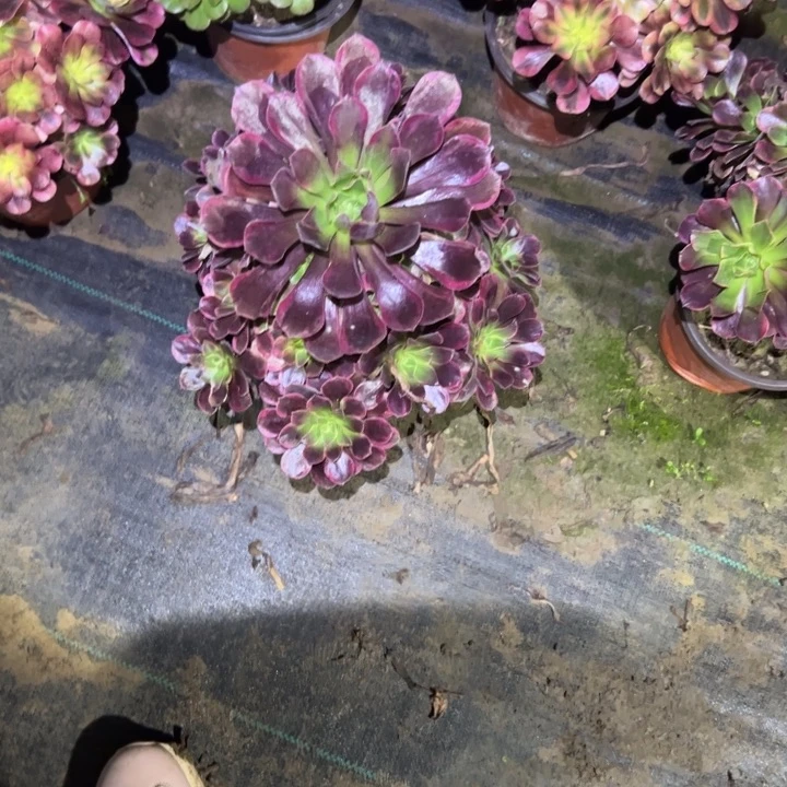 不包侧枝一物一拍105