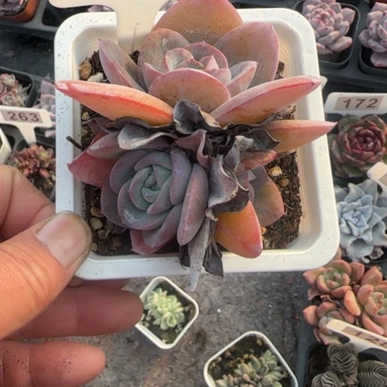 152布鲁蓝多肉植物多