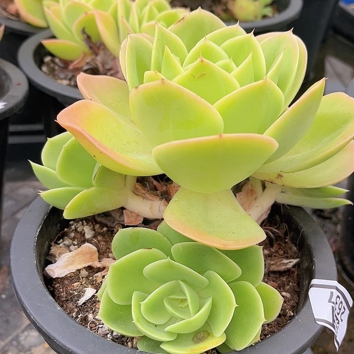 星纳塔2637多肉植物
