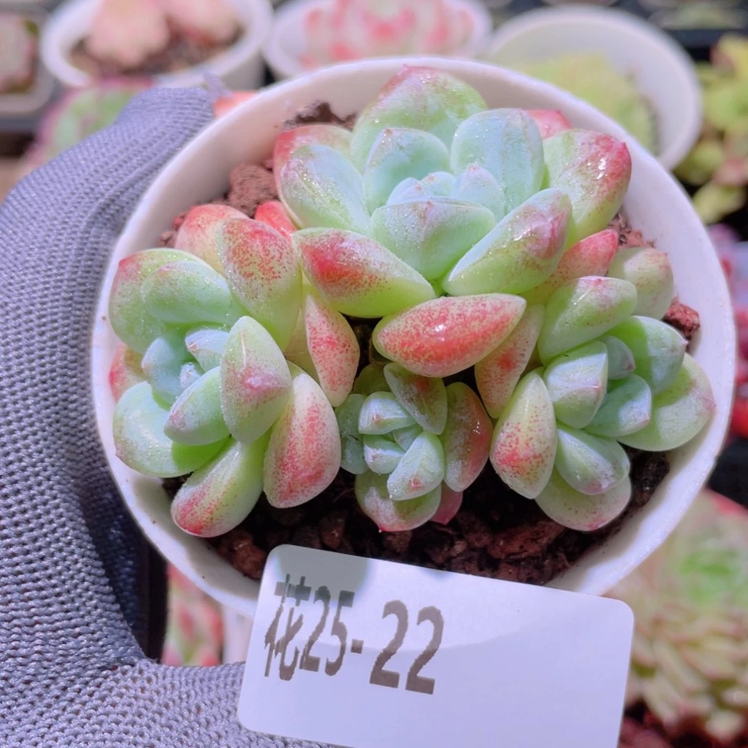 花利美25-22冰玉