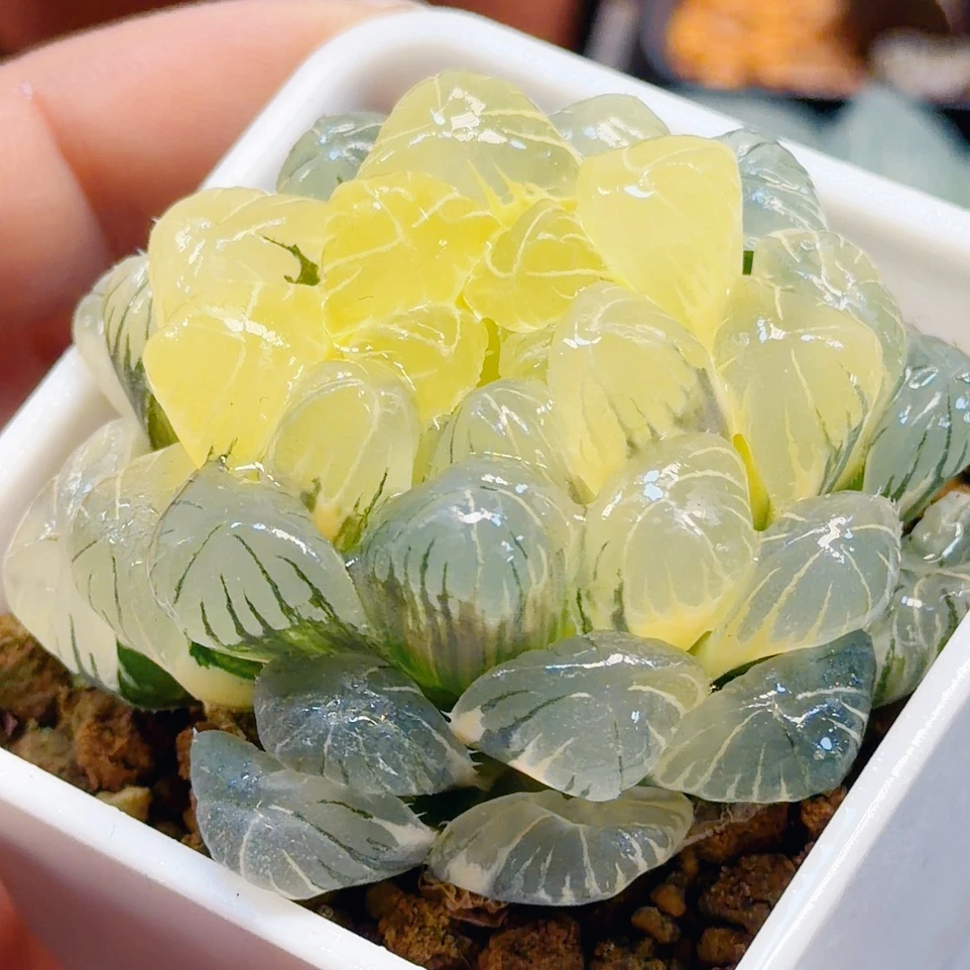 无花朵十二卷实生冰灯锦