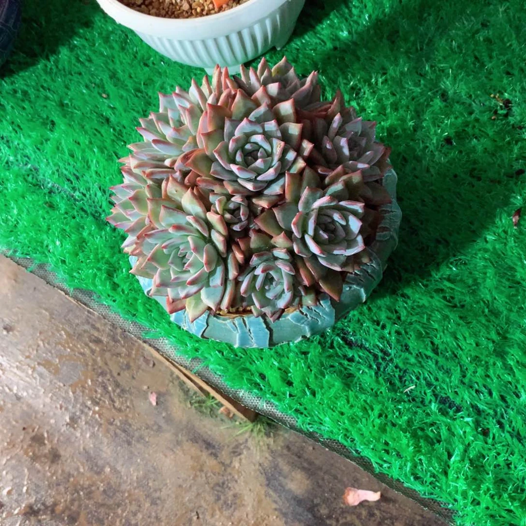 ?***?一物一拍一物一拍