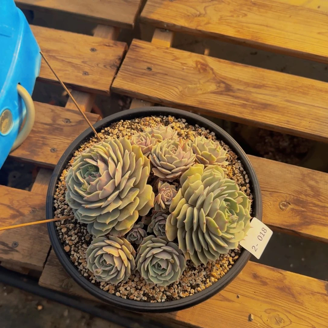 ❤️*2-018露娜莲福利价不包损