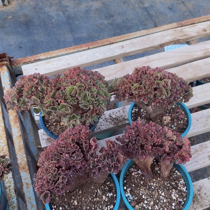 瑕疵特价特特特特083