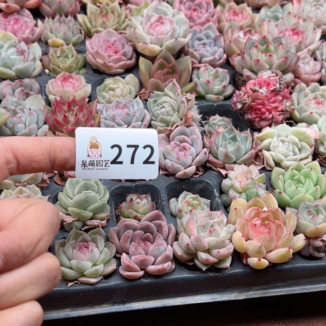 左*栈多肉植物多肉植物