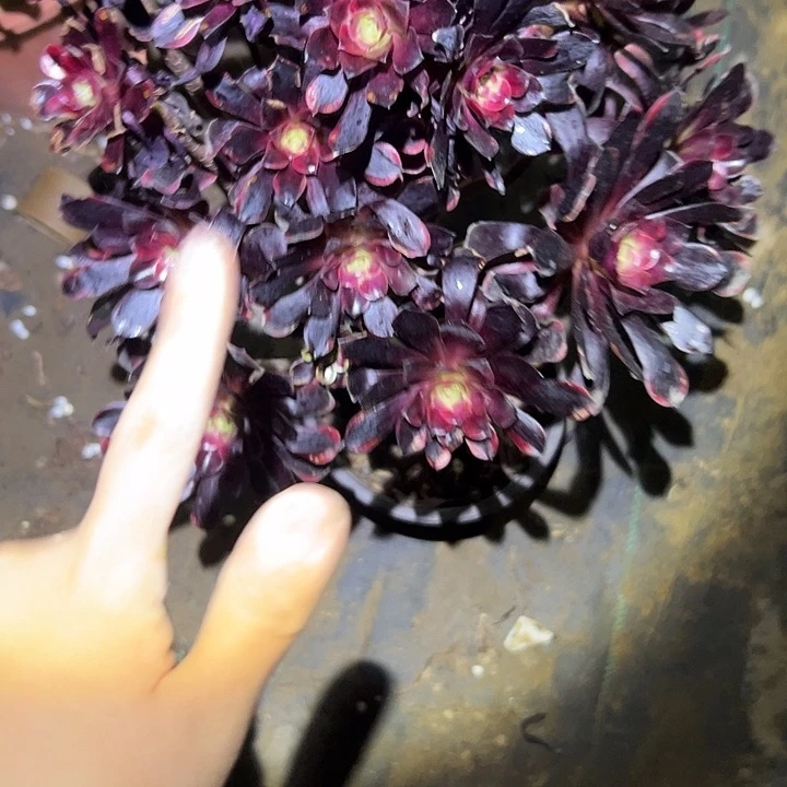 高*多肉法师植物链接43