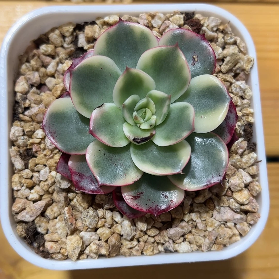 斗牛士锦 带血斑 婕宝一物一拍
