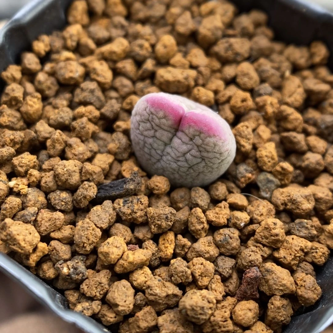 多肉植物肉锥杂交K-3475 缺水福利