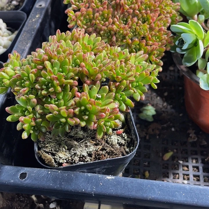 小人姬带盆土发货