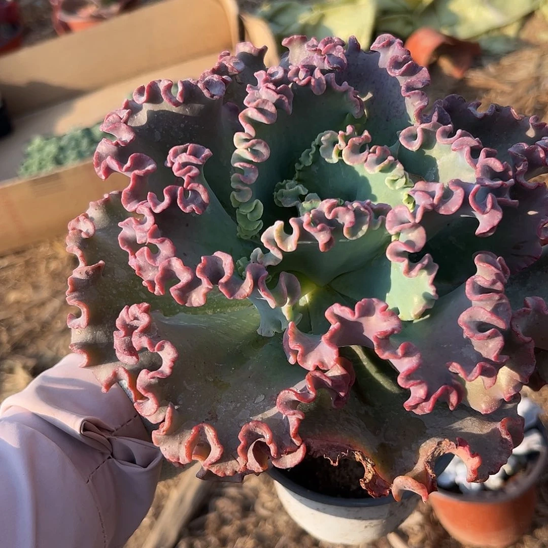 多肉植物女王花笠